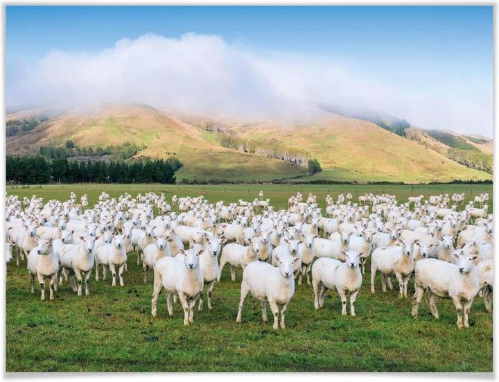 Image du produit Trenddeko Le troupeau de moutons (40 x 30 cm)