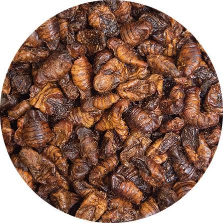 Actual product image Kobre San Snacks Silkworms (Koi)