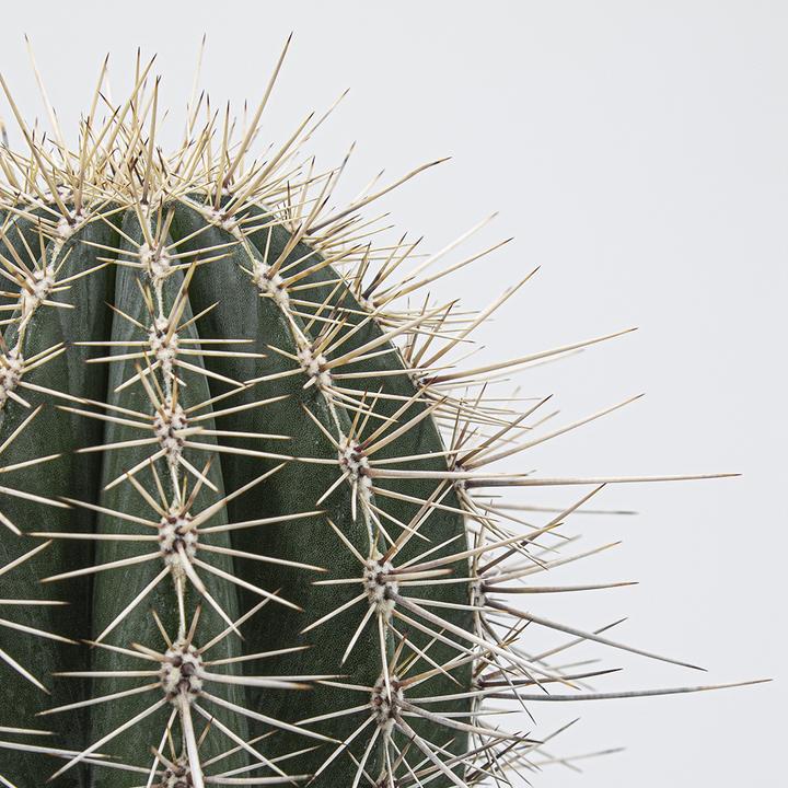 Produktbild Kakteen Gautschi Pachycereus pringlei (45 cm)