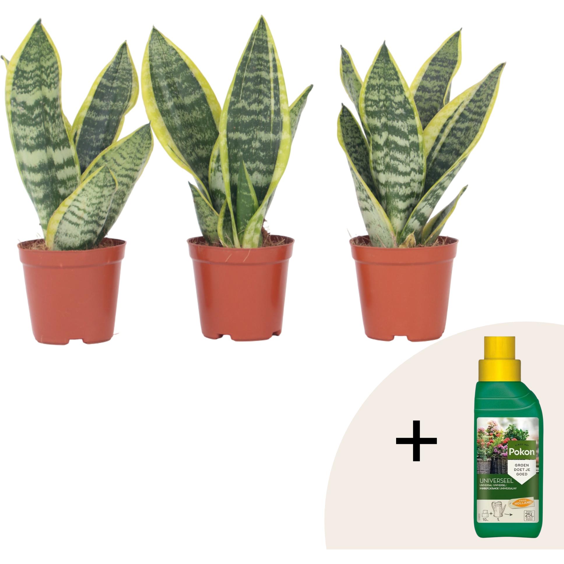 Plant in a Box, Pflanzen, Sansevieria trifasciata 'Futura Superba' - 3er Set Bogenhanf (35 cm)