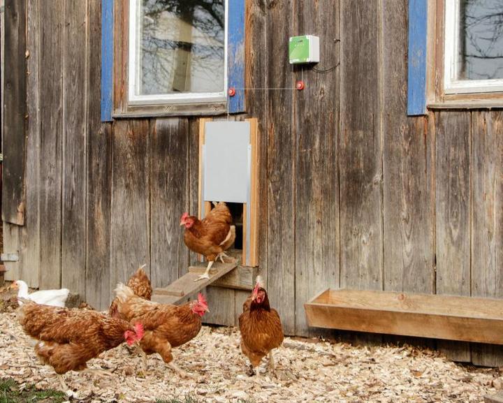 Actual product image Neogard Automatic chicken door with