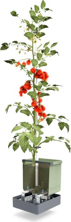 Produktbild Gusta Garden Tom Tomato (35 x 28 x 13.60 cm)