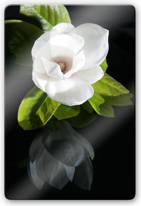 Produktbild Trenddeko Orchideengarten (40 x 60 cm)