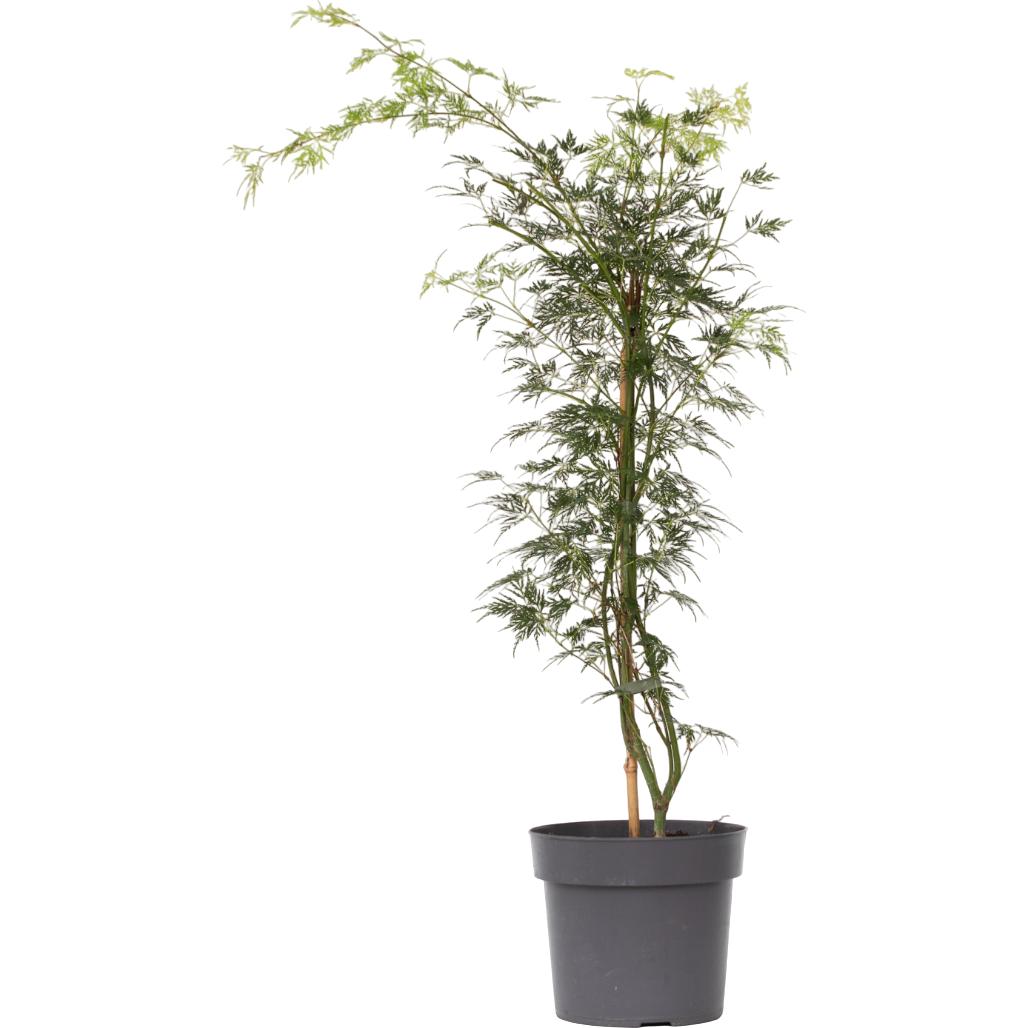 Plant in a Box, Pflanzen, Acer palmatum 'Emerald Lace' - Ahorn Baum (60 cm)
