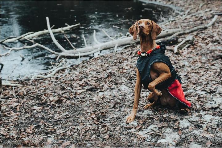 Actual product image Hunter Dog coat Uppsala Allrounder (45, Dog coat)