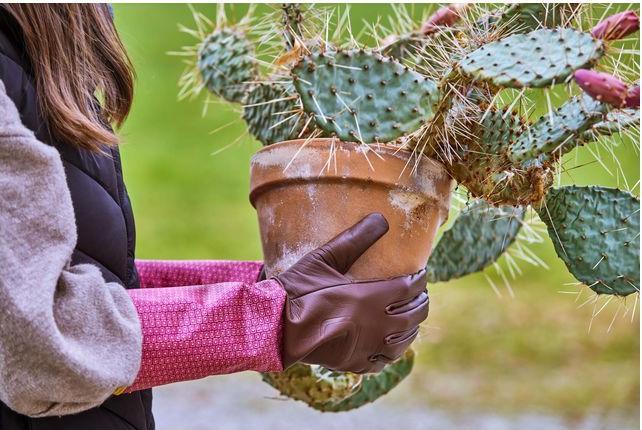 Immagine prodotto Gebol Damascena (8)