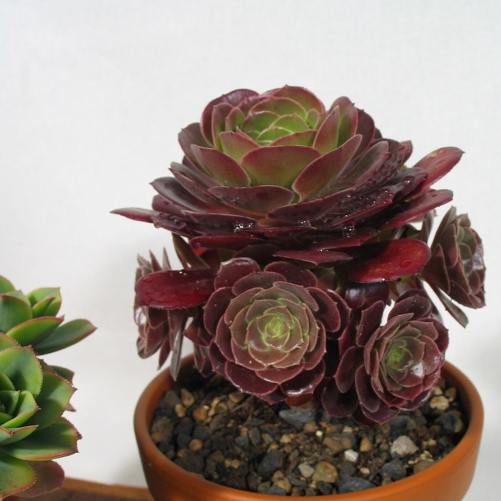 Actual product image Kakteen Gautschi Aeonium set (30 cm)