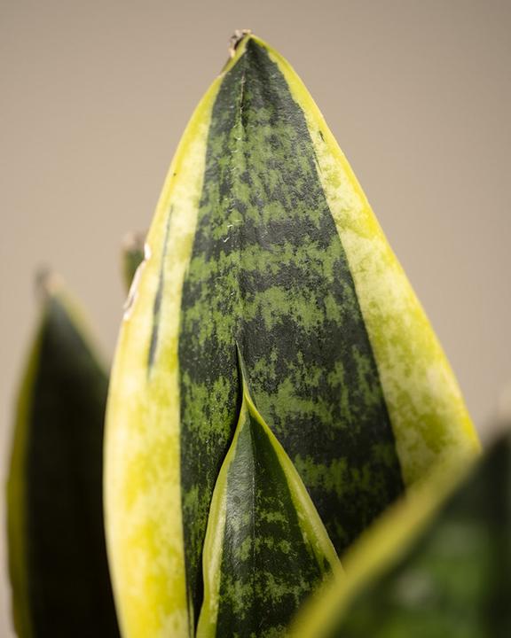 Produktbild feey Schwiegermutterzunge (15 cm, Frisch umgetopft)