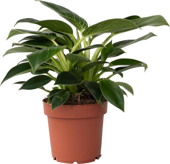 Produktbild Plant in a Box Philodendron 'White Wave' - Weisse Welle (25 cm)