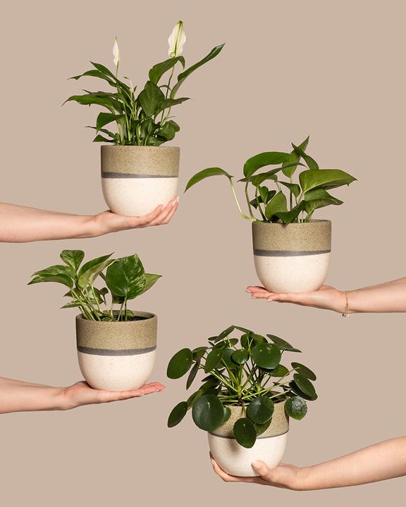 Image du produit feey Schnellwachsendes Pflanzen-Set (15 cm, Fraîchement rempotés)