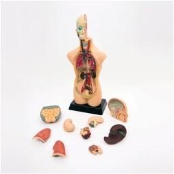 Produktbild Betzold Torso