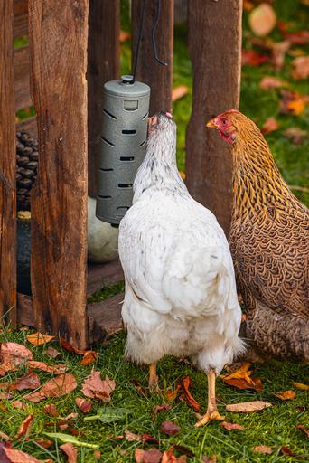 Actual product image Beeztees Feeding Station Chickens Snack Roller, Grey