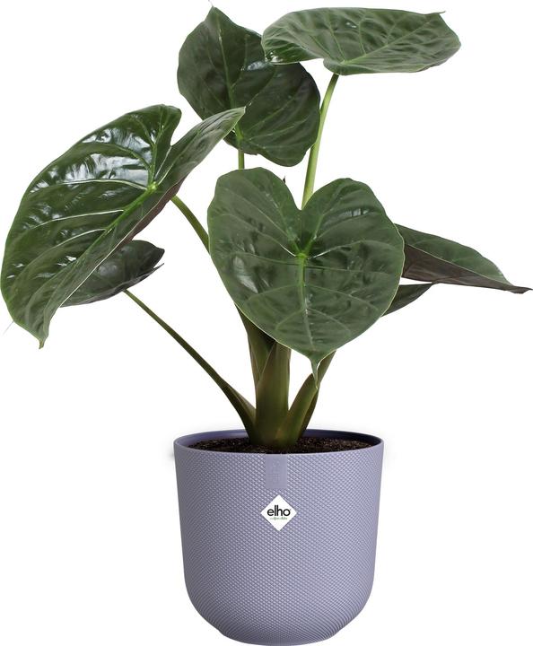 Actual product image Elho Jazz Round (26 x 24 cm)