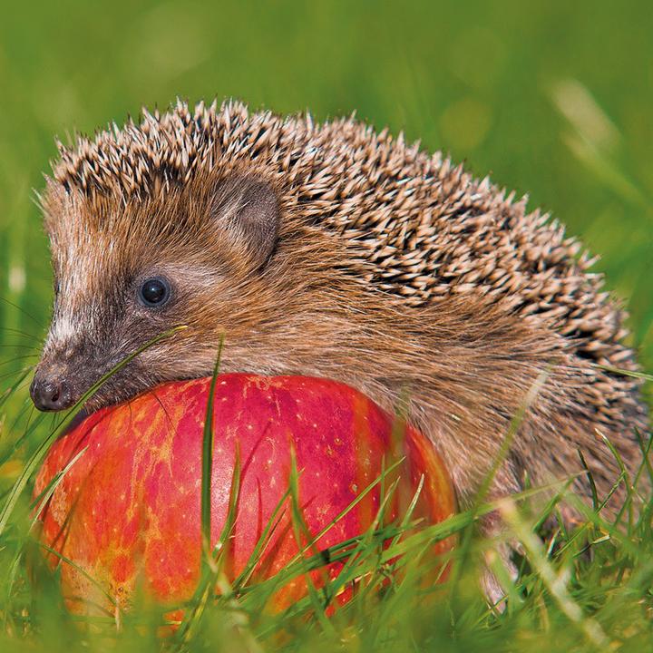 Actual product image Neudorff Hedgehog House