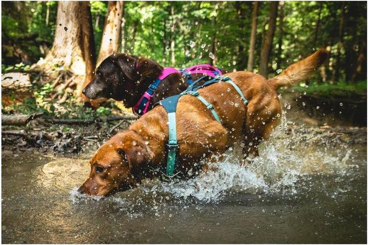 Produktbild Ruffwear Flagline Hundegeschirr (L, XL, Hund, Allgemein)