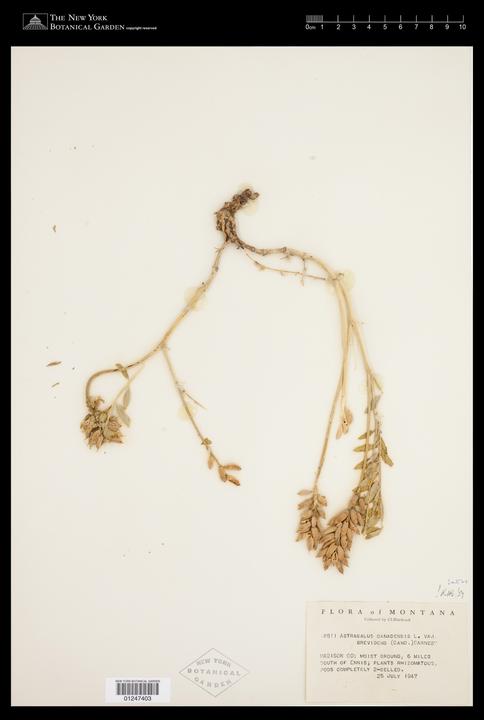 Actual product image OKI Original OPC (C)