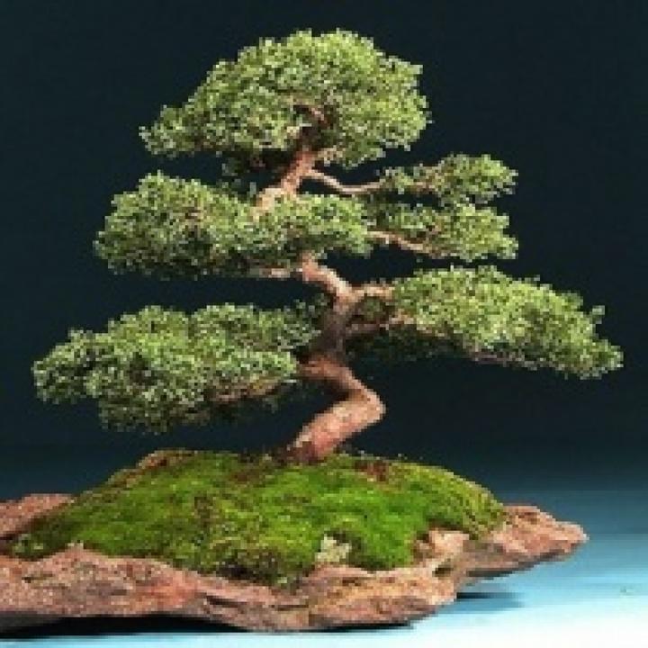 Produktbild Tropica Australischer Kiefer