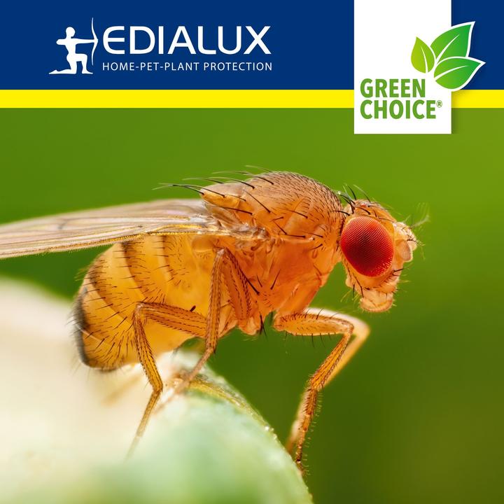 Produktbild Edialux Green Choice - Fruchtfliegenfalle, 2 x 15ml