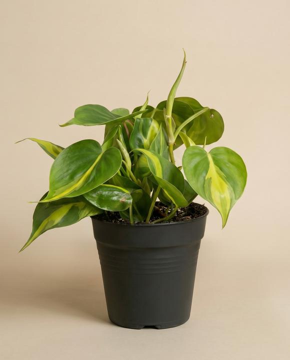 Plant in a Box Philodendron bipinnatifidum 'Atom' - 2er Set Fiederspaltiger  Baumfreund