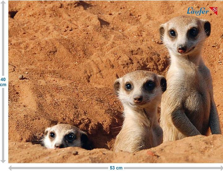 Image du produit Läufer Suricate (53 x 40 cm)