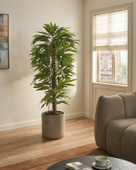Produktbild Beliani Longifolia (155 cm)