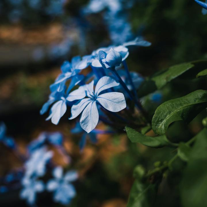 Immagine prodotto Plant in a Box Plumbago auriculata - Set di 3 esemplari Maschio Fedele (25 cm)