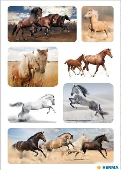 Image du produit Magni Sticker DECOR Chevaux sauvages
