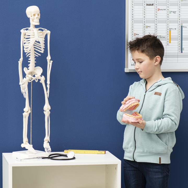 Immagine prodotto Betzold Modello masticatorio e dentale