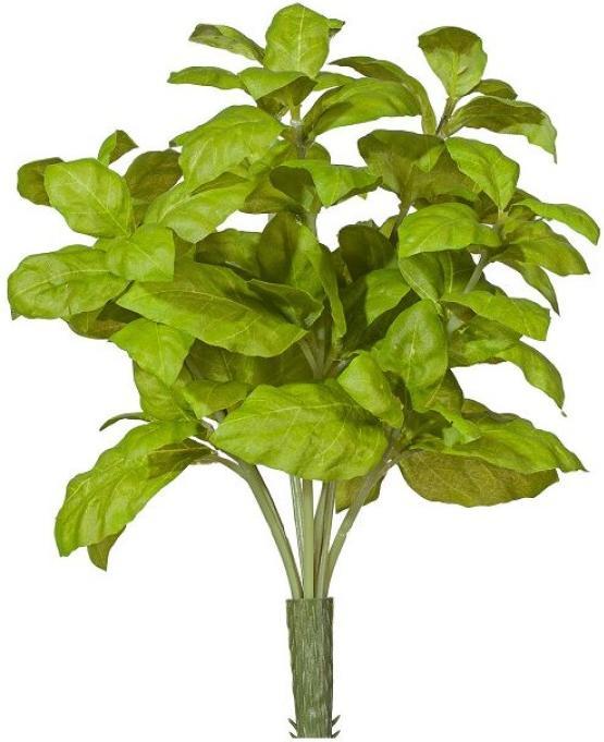 Immagine prodotto Gasper Basilico
