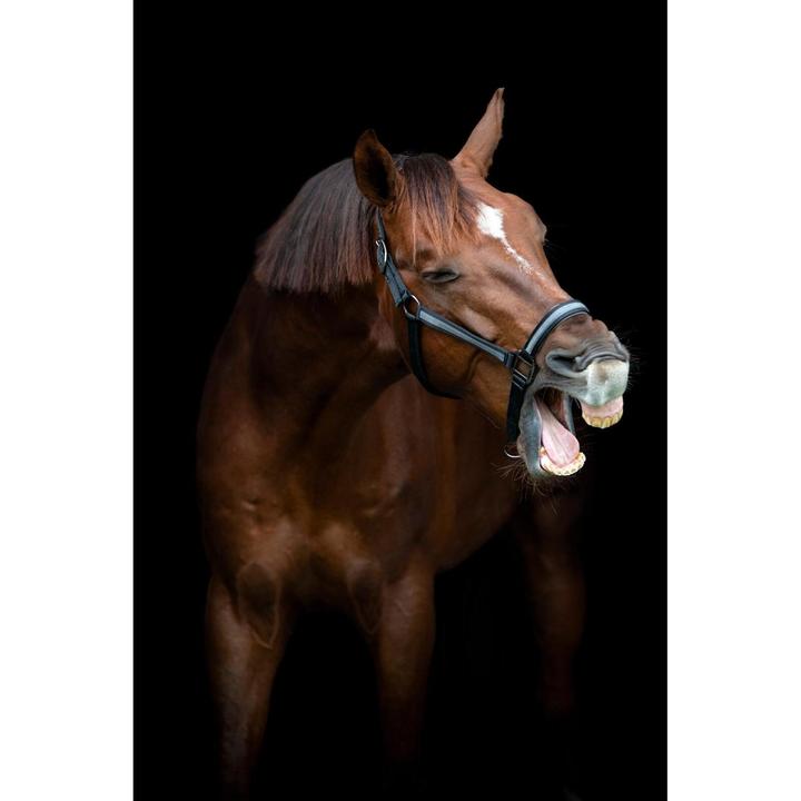 Immagine prodotto Horse Guard Virna