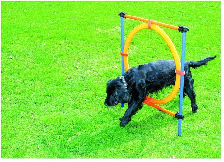 Actual product image Pawise Agility Ring Ø55Cm - (636.9004) (One size, Agility)