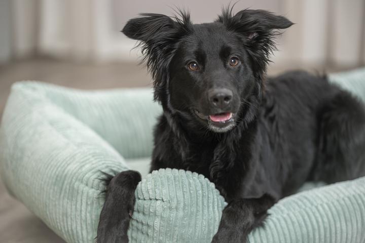 Image du produit Trixie Jonna (Chien)