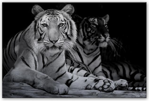 Trenddeko Due tigri reali del Bengala bianche e nere