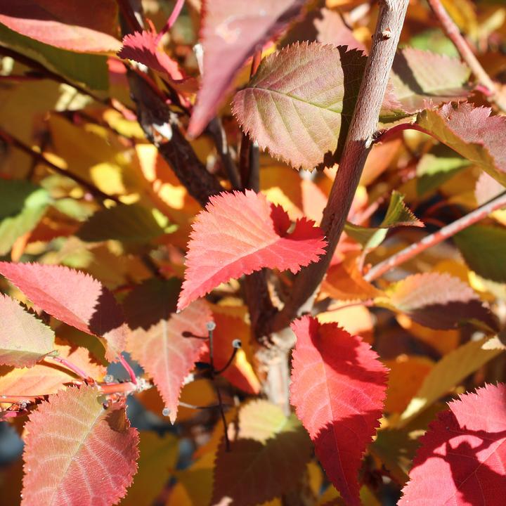 Produktbild Zulauf Kurilen-Kirsche / Prunus nipponica 'Ruby' (80 cm)