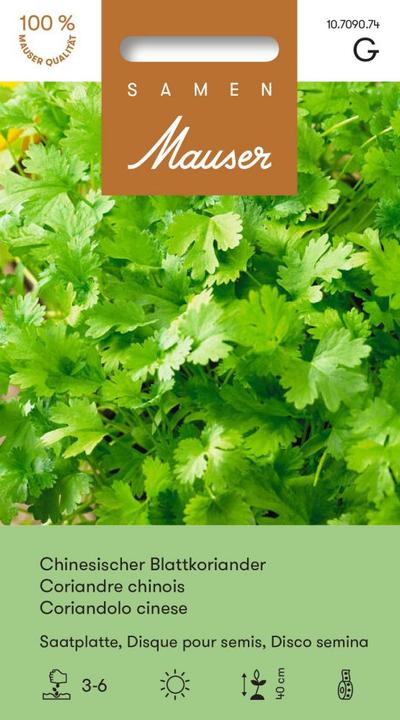 Actual product image Samen Mauser Chinese leaf coriander seed plate (Herb seeds)
