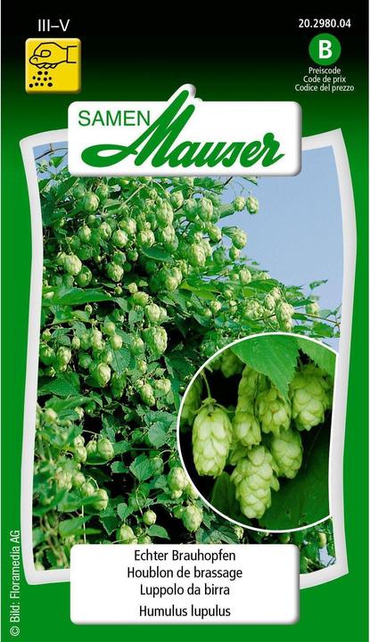 Produktbild Samen Mauser Echter Brauhopfen (Kräutersamen)
