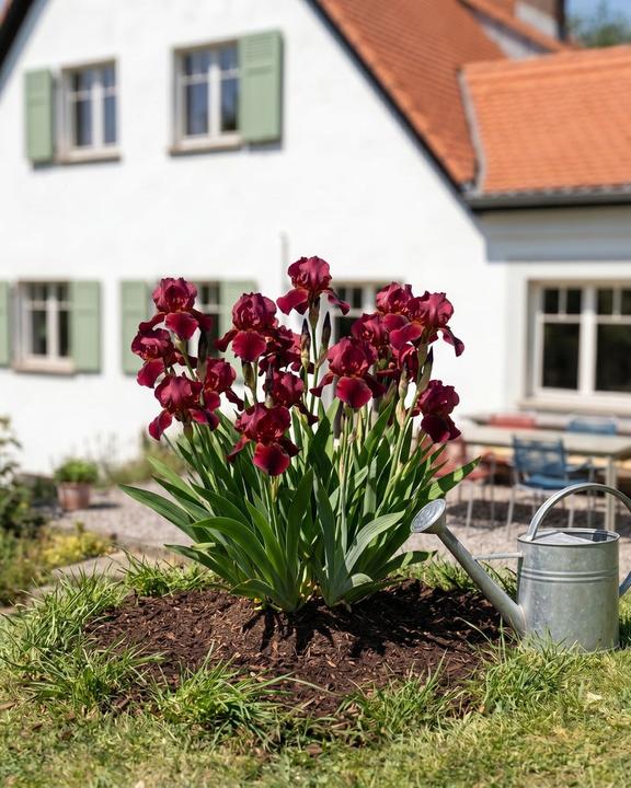 Produktbild feey Iris (rot) (100 cm)