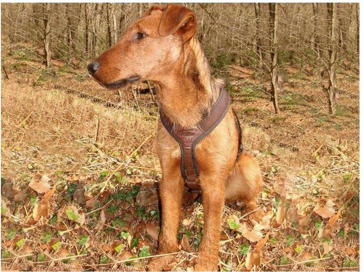 Produktbild Niggeloh Follow Light (S, Hund, Allgemein, Spazieren)
