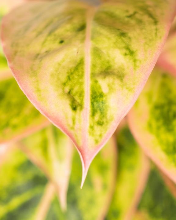 Produktbild feey Aglaonema Salmon Fantasy (25 cm, Frisch umgetopft)