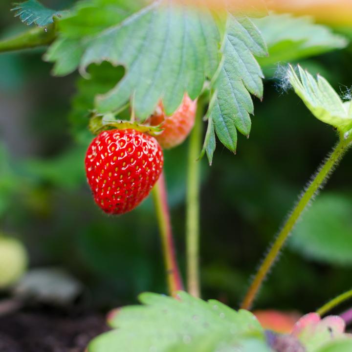 Immagine prodotto Plant in a Box Fragaria x ananassa 'Roman' - Set di 6 piante di fragole (15 cm)