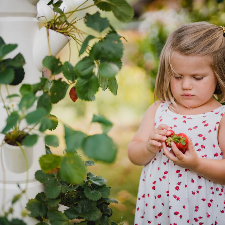 Actual product image Gusta Garden Sisi Strawberry (77 x 27 x 77 cm)