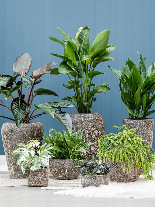 Actual product image Baq Design Lava Balloon (54 x 50 cm)