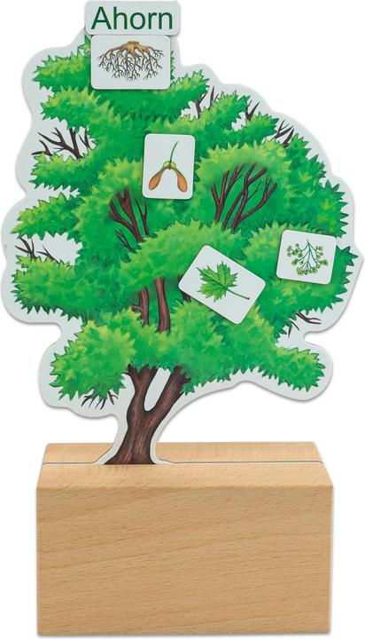 Produktbild Betzold Bäume bestimmen leicht gemacht mit Holzaufstellern (Deutsch)