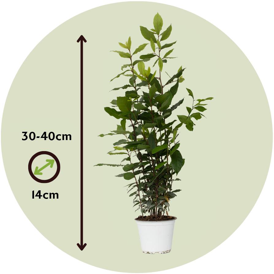 Thumbnail - Plant in a Box, Pflanzen, Laurus nobilis Laurus nobilis - Lorbeerstrauch (30 cm)