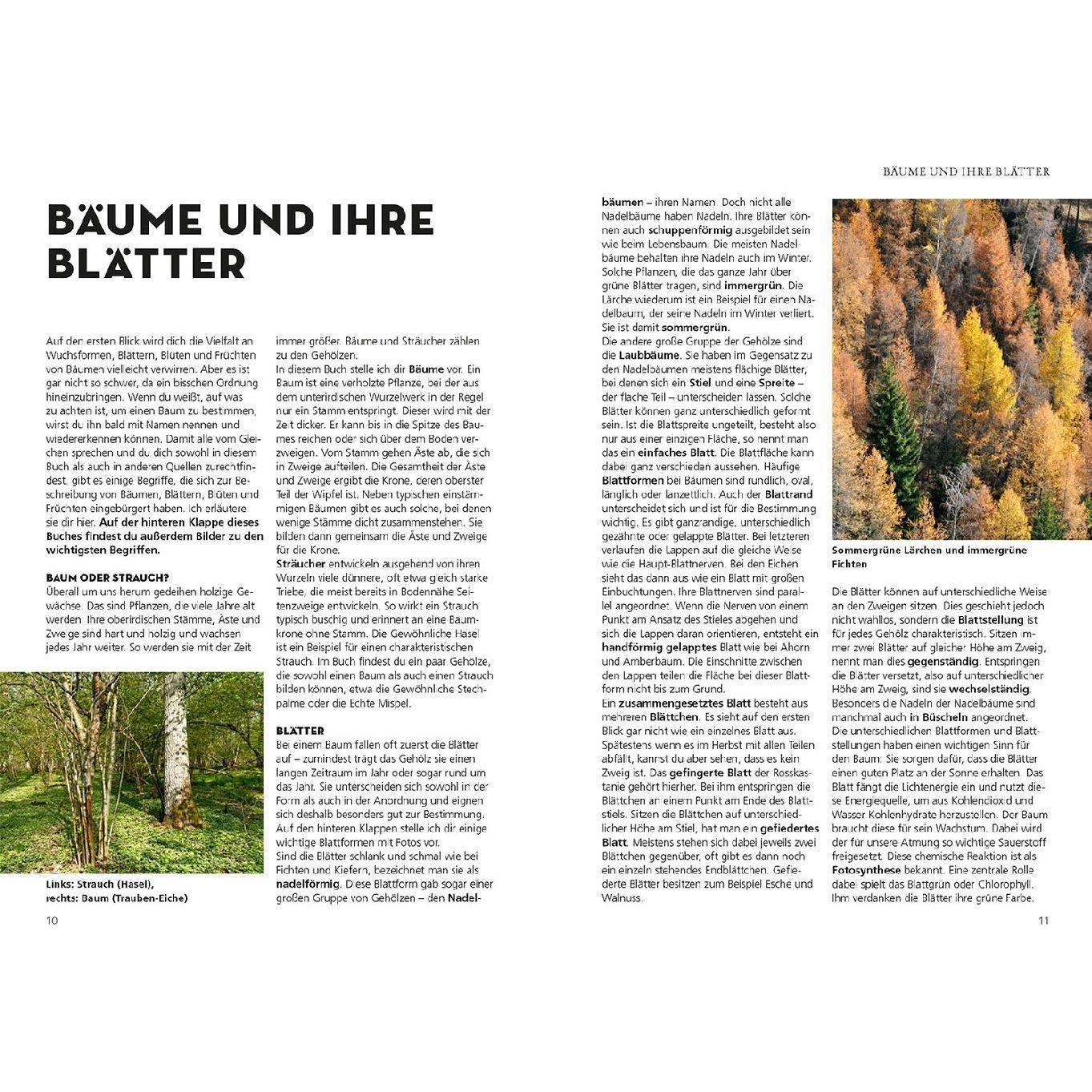 Thumbnail - Die siehst du! Bäume, Ratgeber von Margot Spohn