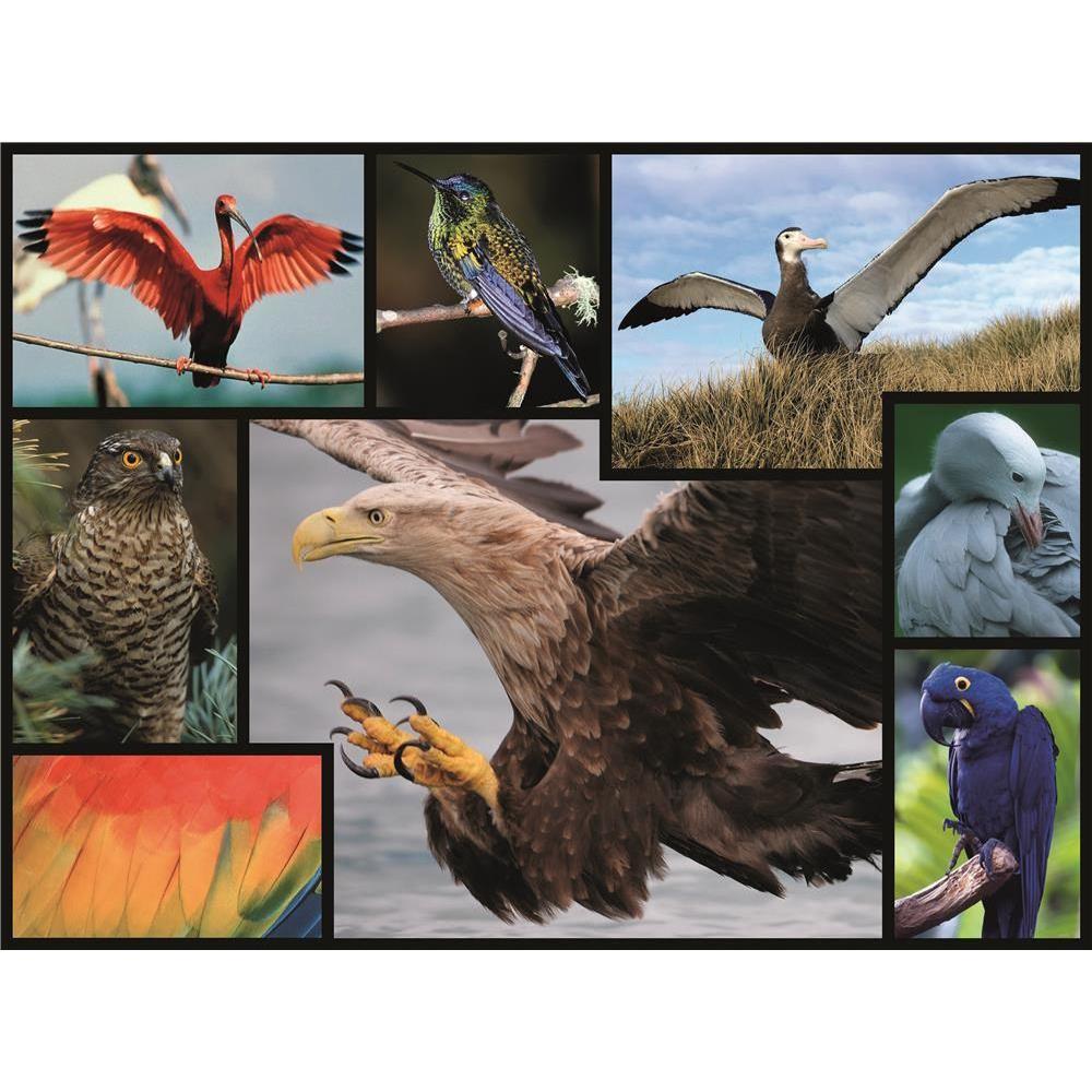 Thumbnail - Merchant Ambassador Vögel (1000 Teile)