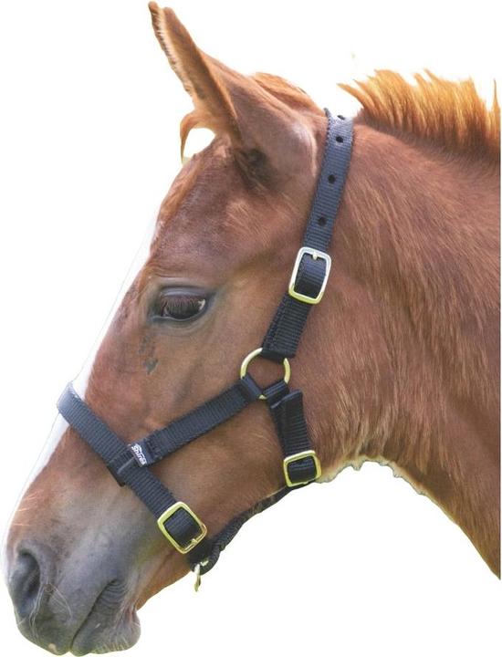 Produktbild Shires Fohlenhalfter