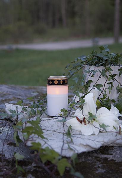 Immagine prodotto Star Trading Sereno (1 x)