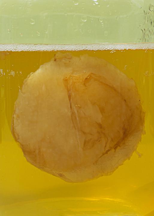 KoRo Kombucha Scoby (1 x 20 cl)