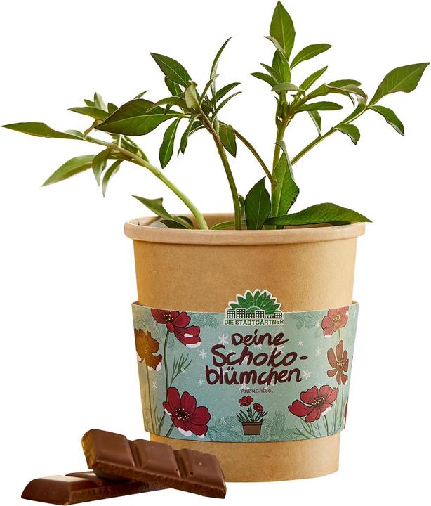 Die Stadtgärtner Wunderschöne Schokoblume, Anzucht-Set im Becher
